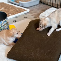 Silken Windhound Puppies from Redshift Silken Windhounds