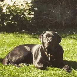 Labrador Retriever All Grown Up from Judy Sarao's Labs