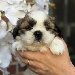 Sultan's Star Royal Choice - Gold and white male Shih Tzu puppy in Moore, South Carolina from Ganna's Shih Tzus