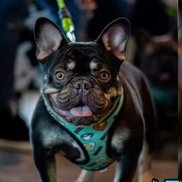 Atlas - French Bulldog