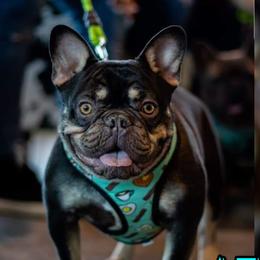 Atlas - French Bulldog