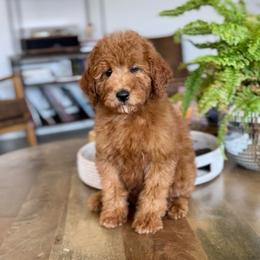 Brunson - Red  male Goldendoodle puppy in St George, Utah from Doodle Bears of Southern Utah