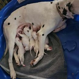 Prinnie - Dalmatian