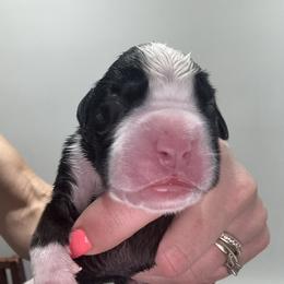 Male 2 (7) - Fawn male Boxer puppy in Jamesville, New York from Reynolds Homestead Boxers