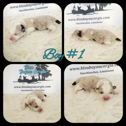 Boy 1 - Blue merle and white male American Corgi puppy in Natchitoches. La, Louisiana from Bleu Bayou Corgis