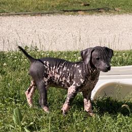 Cookies N Cream - White and black male Xoloitzcuintli puppy in Manitowoc, Wisconsin from Wonderland Kennel