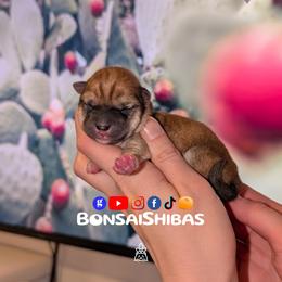 SOTA - Red male Shiba Inu puppy in Minnesota from BonsaiShibas