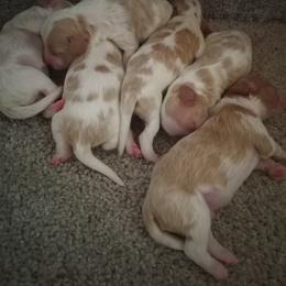 Cavachon and Poodle Puppies from My Furry Friends