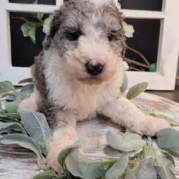 Aussiedoodle and Goldendoodle Puppies from Hunting Creek Kennels