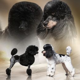 Poodle puppies from Mount Zion Kennels