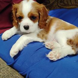 Remi - Cavalier King Charles Spaniel