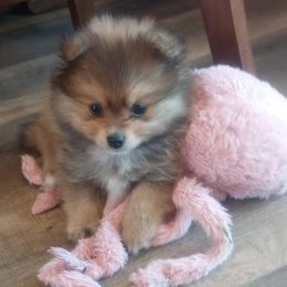 Pomeranian Puppies from Mayhew's Pomeranian Pups