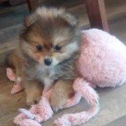 Pomeranian Puppies from Mayhew's Pomeranian Pups
