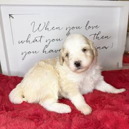 Rainier - Fawn and white male Sheepadoodle puppy in Roseburg, Oregon from Sharon’s Sheepadoodle’s