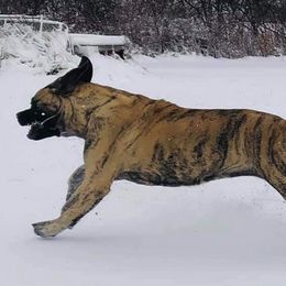 Mastiffs from Eagle Clan Mastiffs
