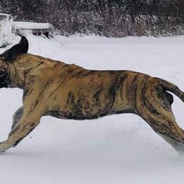 Mastiffs from Eagle Clan Mastiffs