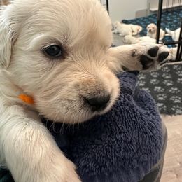 Boy 4 - Light golden Golden Retriever puppy in Queen Creek, Arizona from Misty River English Goldens