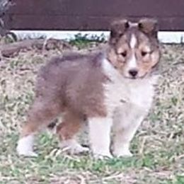 Shetland Sheepdog Puppies from September Morning Shelties