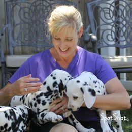 Dalmatian Puppies from Spothaven Dalmatians
