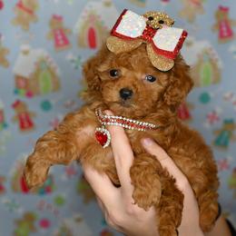 Cavapoo, Cockapoo, and Poodle Puppies from Heavenly Puppies to Love
