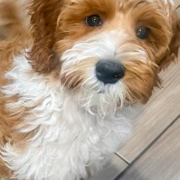 Diamond - Red  female Goldendoodle puppy in Garden Grove, California from Sunkissed Doodles
