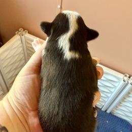 Clubs - Black tri male Miniature Australian Shepherd puppy in Gatesville, Texas from Southern Promise Aussie’s