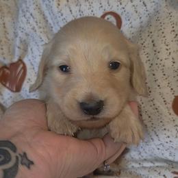 Dustin - Cream male Dachshund puppy in Barstow, California from Samy's Dachshund Den