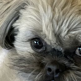 Shih Tzus from ShihTzu love