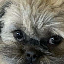 Shih Tzus from ShihTzu love