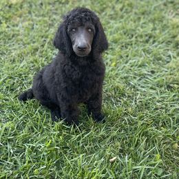 Scoter - Black male Poodle puppy in Randallstown, Maryland from Parson Standards