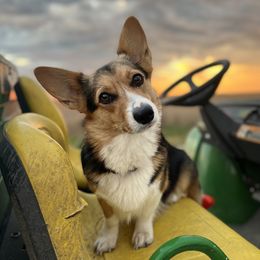 Clover - Pembroke Welsh Corgi