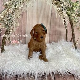 Goldendoodle Puppies from All My Doodles