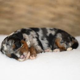 Australian Mountain Doodle, Bernedoodle, and Cavapoo Puppies from Cedar Wood Farms