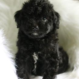 Baby - Black and white female Aussiedoodle puppy in Orleans, Indiana from Mae Blossom Puppies