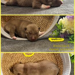 Brook - Red and white female Siberian Husky puppy in Canton, Ohio from Bleu Skies Siberian Huskies
