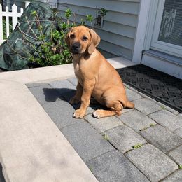 Rhodesian Ridgeback Puppies from Lyonnese Rhodesian Ridgebacks