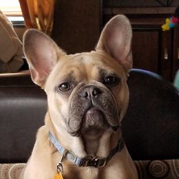 French Bulldogs from Porchant French Bulldogs