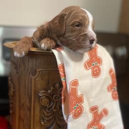 Shortbread - Apricot male Cavapoo puppy in Mouth Of Wilson, Virginia from HoneyBunn Doodle Co.