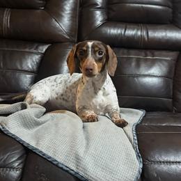 Heidi - Dachshund