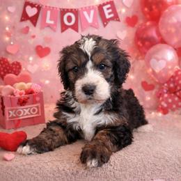 Everest - Sable female Bernedoodle puppy in Fort Meade, Florida from Baldwin Dood Ranch