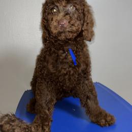 Kade - Brown male Poodle puppy in Valdosta, Georgia from Posh Poodles
