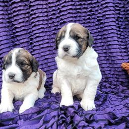 Saint Berdoodle Puppies from PNW Saint Berdoodles