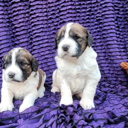 Saint Berdoodle Puppies from PNW Saint Berdoodles