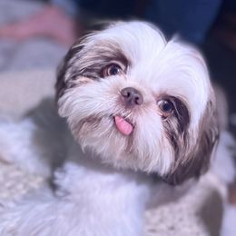 Chaz - Shih Tzu