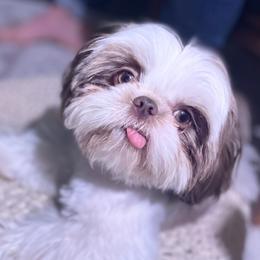 Chaz - Shih Tzu