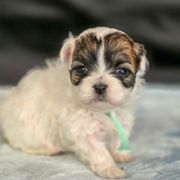Olive - Mint Green Collar - Brown and white Shichon puppy in Greenville, Ohio from Oodles of Doodles