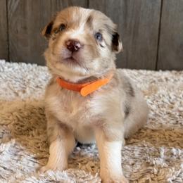 Boy 1 - Red merle male Border Collie puppy in Shawnee, Oklahoma from Cross K Working Collies - Pure Bred Border Collies