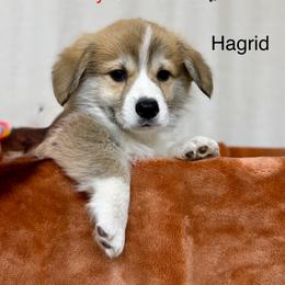 Hagrid - Sable male Pembroke Welsh Corgi puppy in Waverly, Iowa from A Hurd of Corgis
