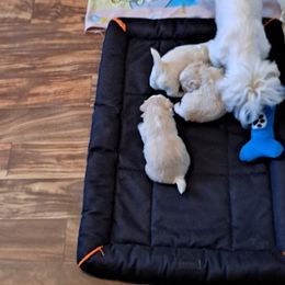 Shih Tzu Puppies from N.F.S.T Imperial ShihTzu Puppies.