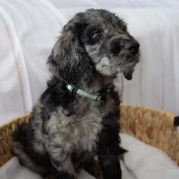 Mr. Teal - Merle male Goldendoodle puppy in Gotha, Florida from Perlune Farms